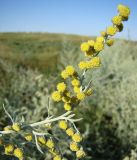 Artemisia absinthium. Часть соцветия. Север Краснодарского края, Кущёвский заказник, остепенённый склон. 25.07.2009.
