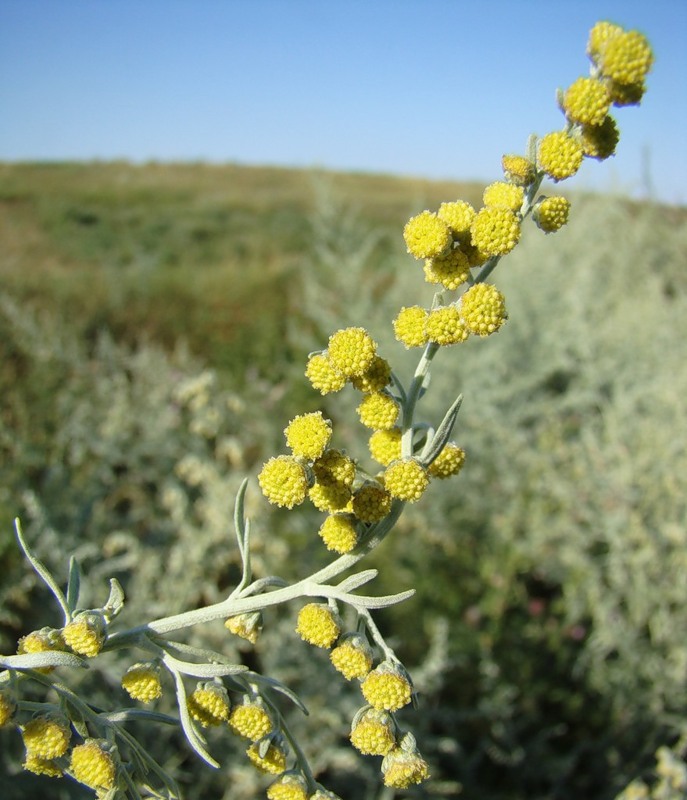 Image of Artemisia absinthium specimen.