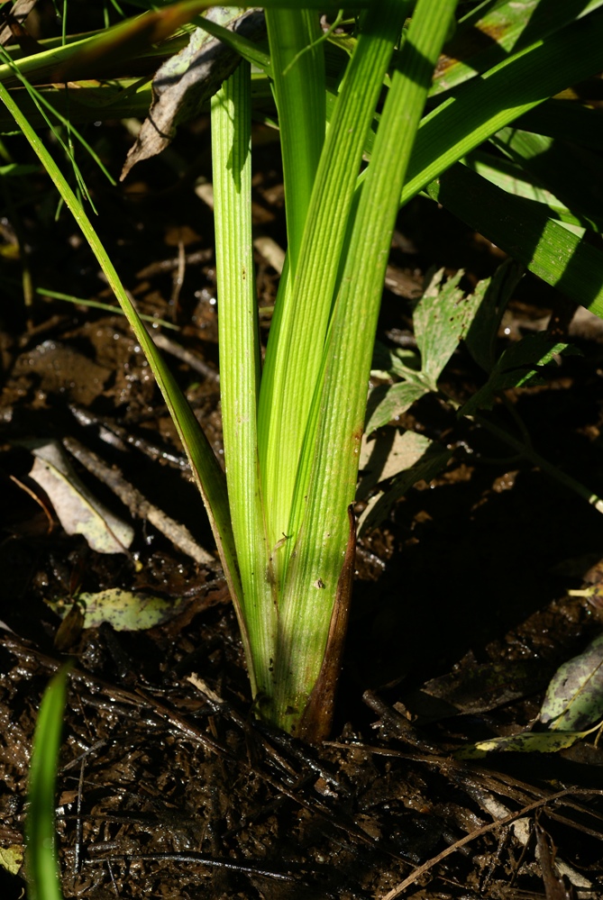 Изображение особи Sparganium japonicum.