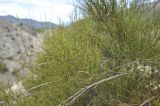 genus Ephedra. Веточка. Боливия, Ла-Пас, Лунная долина. 15 марта 2014 г.