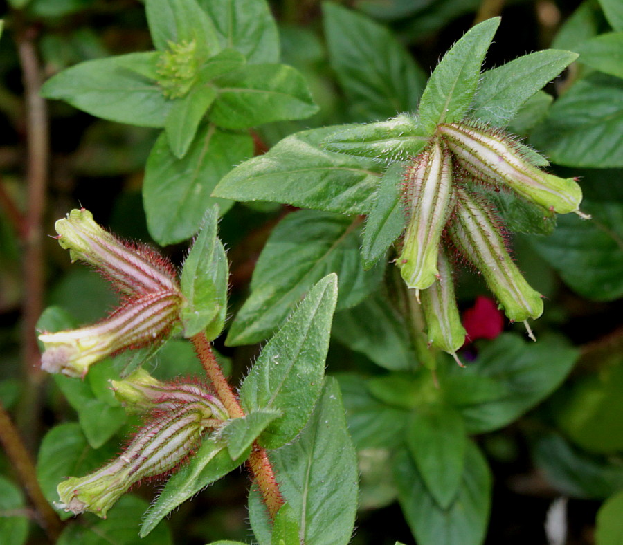 Image of Cuphea llavea specimen.