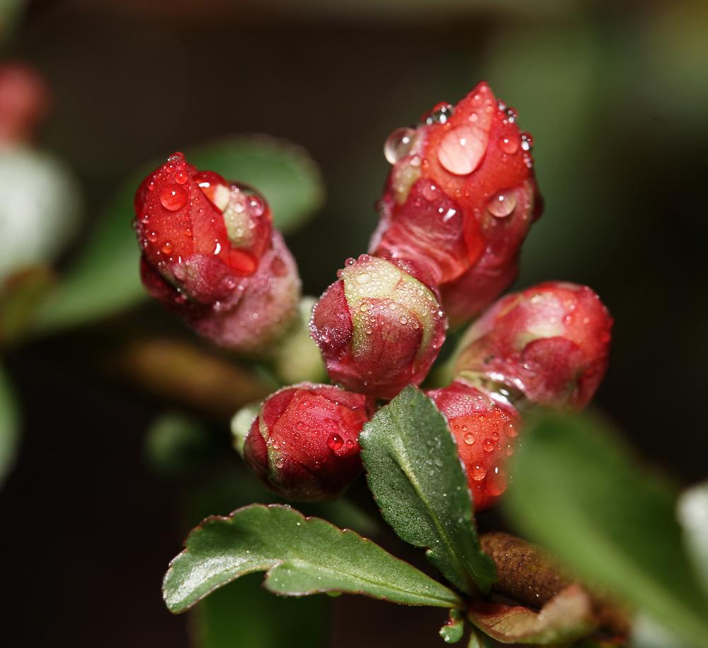 Image of Chaenomeles japonica specimen.