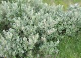 Salix lanata. Плодоносящее растение. Кольский полуостров, Восточный Мурман, пос. Дальние Зеленцы. 03.08.2009.
