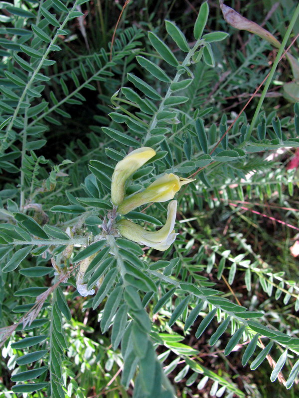 Изображение особи Astragalus turkestanus.