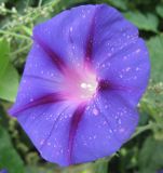 Ipomoea purpurea