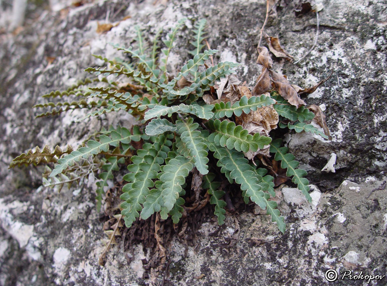 Изображение особи Ceterach officinarum.