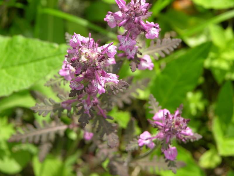 Изображение особи Pedicularis verticillata.