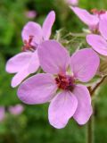 Erodium cicutarium