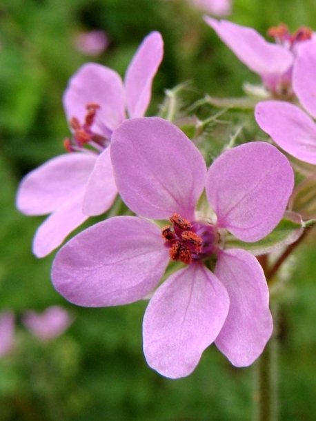 Изображение особи Erodium cicutarium.