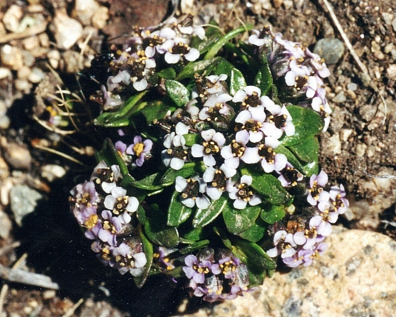 Image of Aphragmus involucratus specimen.