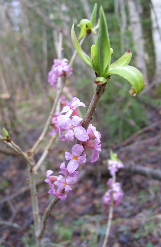Image of Daphne mezereum specimen.