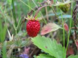 Fragaria vesca