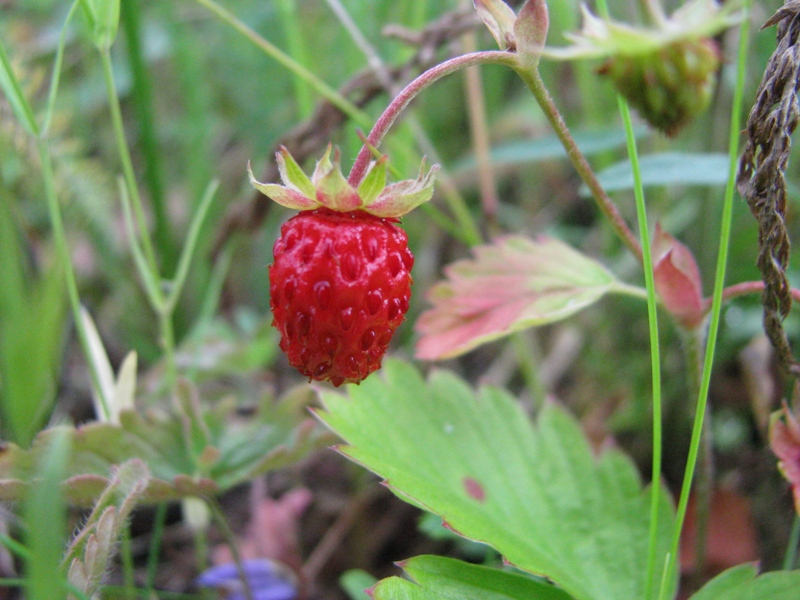 Изображение особи Fragaria vesca.