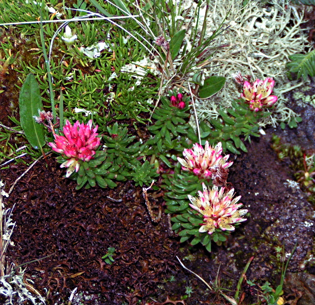 Image of Rhodiola algida specimen.