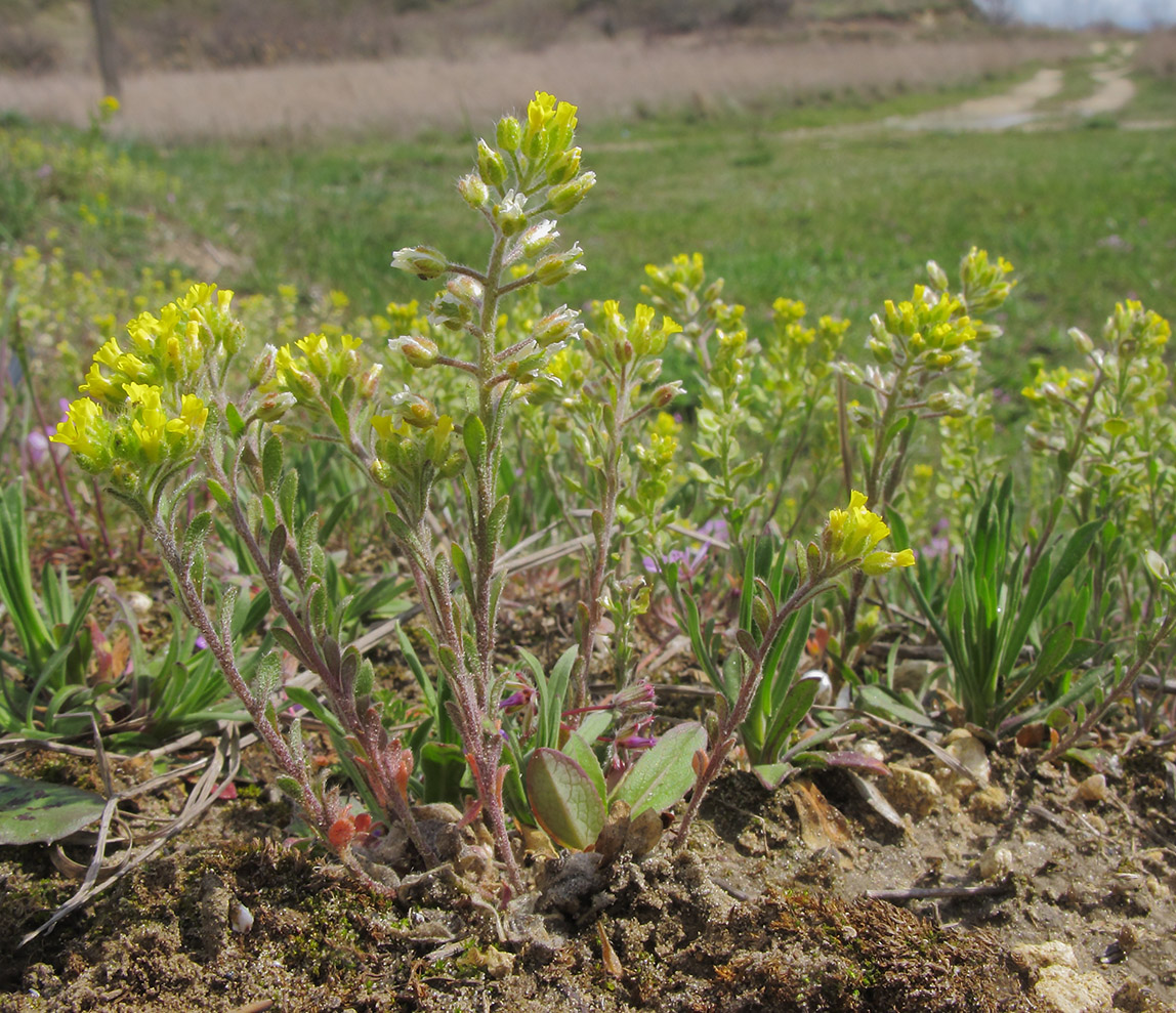 Изображение особи Alyssum hirsutum.