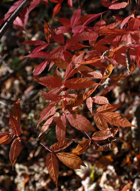 Image of Acer mandshuricum specimen.