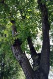 Alnus cordata. Часть ствола старого дерева. Италия, Римини. 25.06.2010.