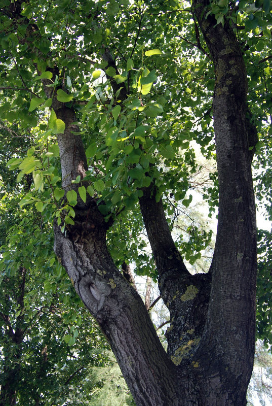 Image of Alnus cordata specimen.