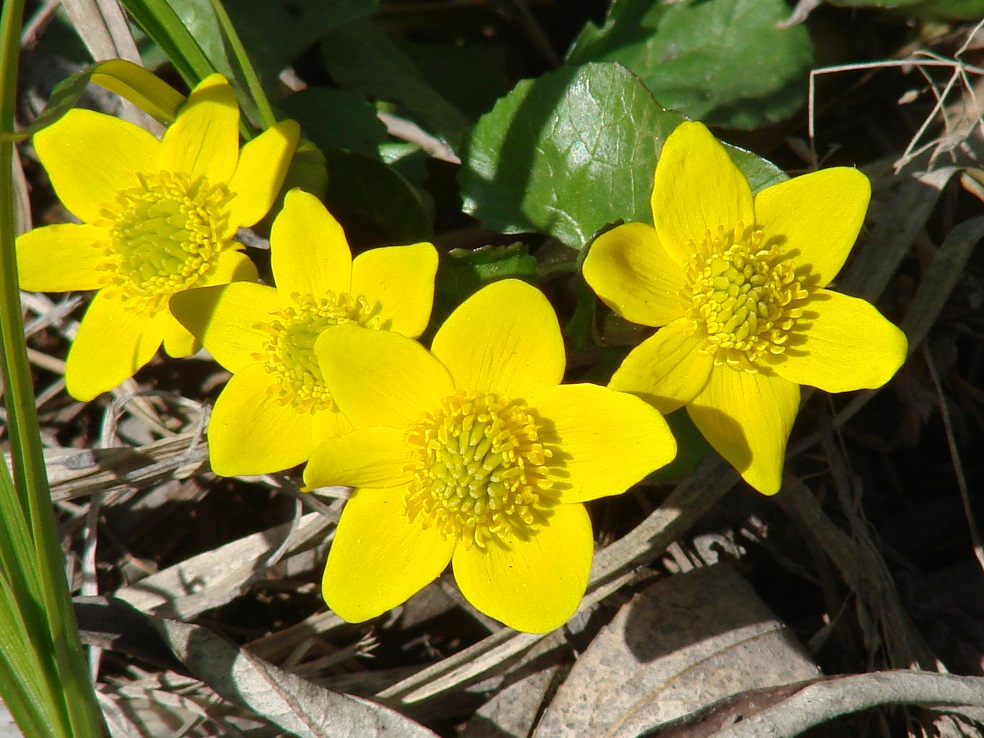 Изображение особи Caltha palustris.