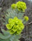 Euphorbia rigida