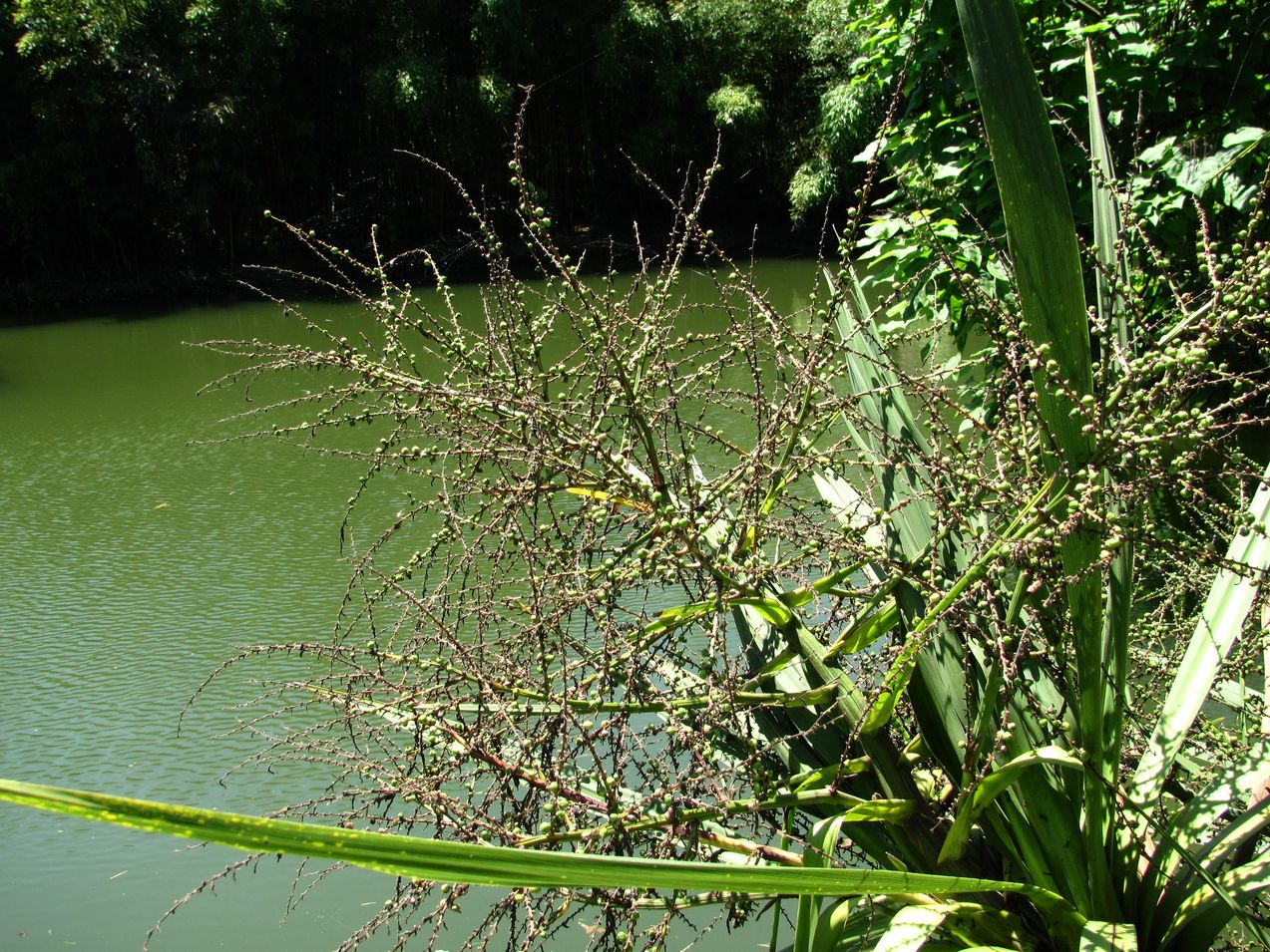 Изображение особи Cordyline australis.