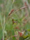 Carex panicea