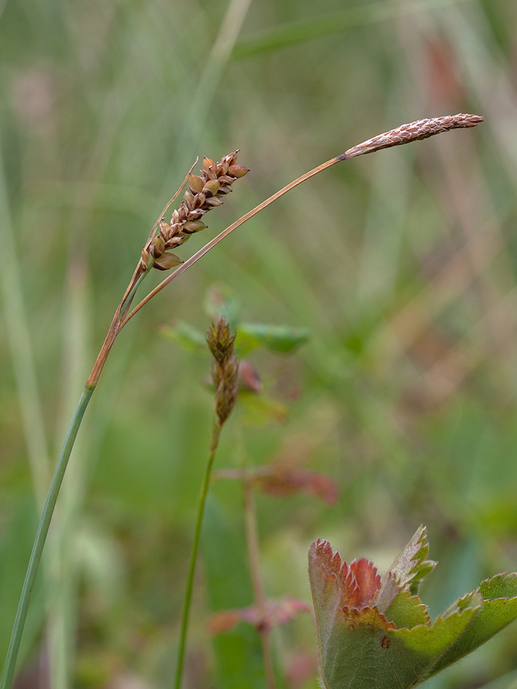 Изображение особи Carex panicea.