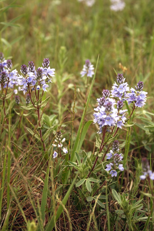 Изображение особи Veronica prostrata.