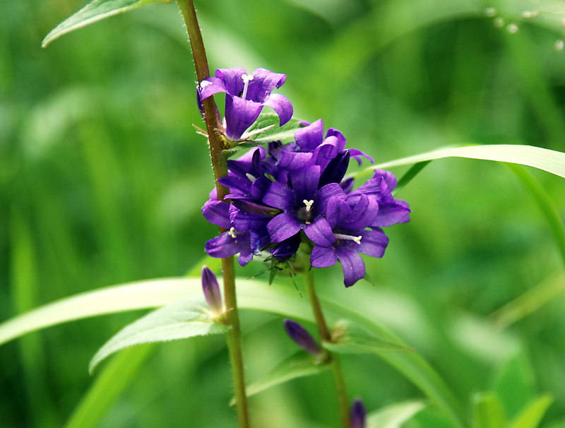 Изображение особи Campanula glomerata.