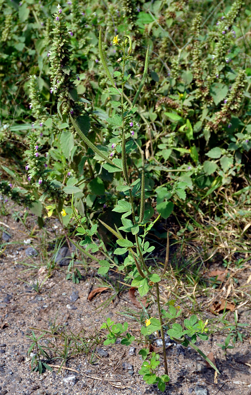 Изображение особи Cleome viscosa.