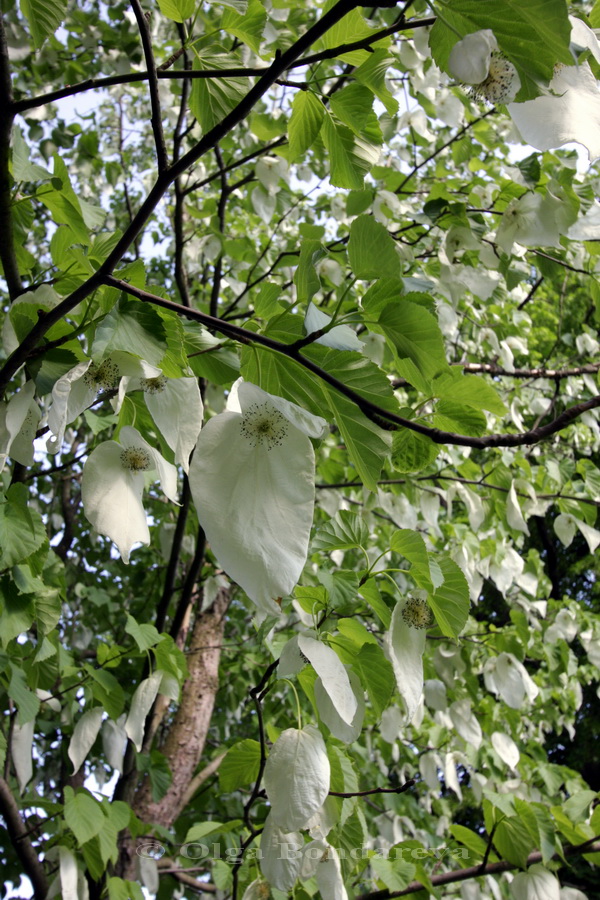 Изображение особи Davidia involucrata var. vilmoriniana.