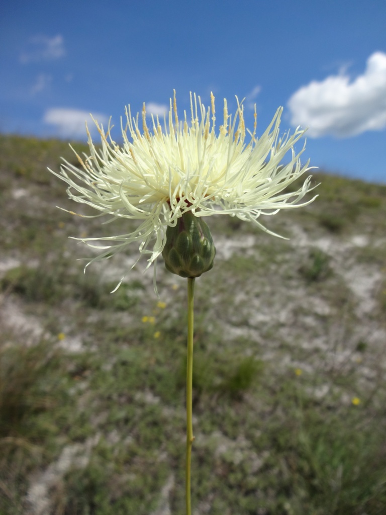 Изображение особи Rhaponticoides ruthenica.