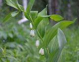 Polygonatum odoratum. Верхушка цветущего растения. Татарстан, Лениногорский р-н, лес. 10.06.2015.