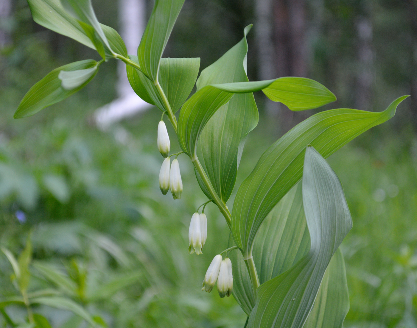 Изображение особи Polygonatum odoratum.