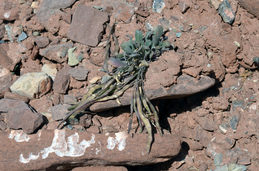 Image of Leiospora bellidifolia specimen.
