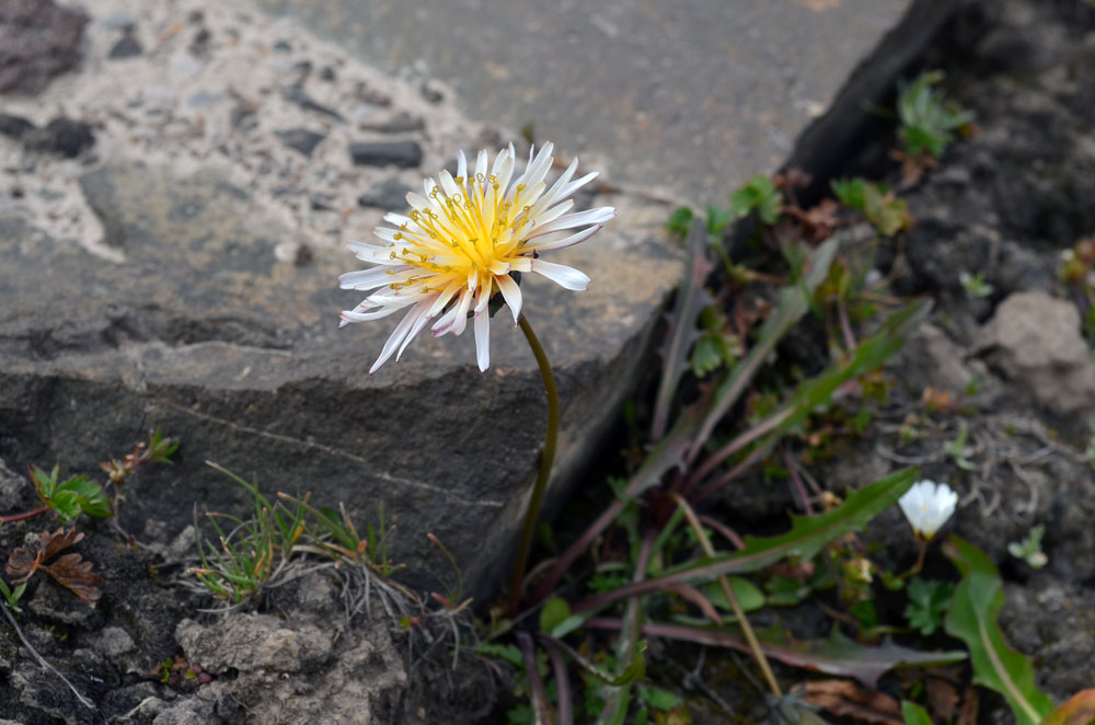 Image of Taraxacum pseudoroseum specimen.