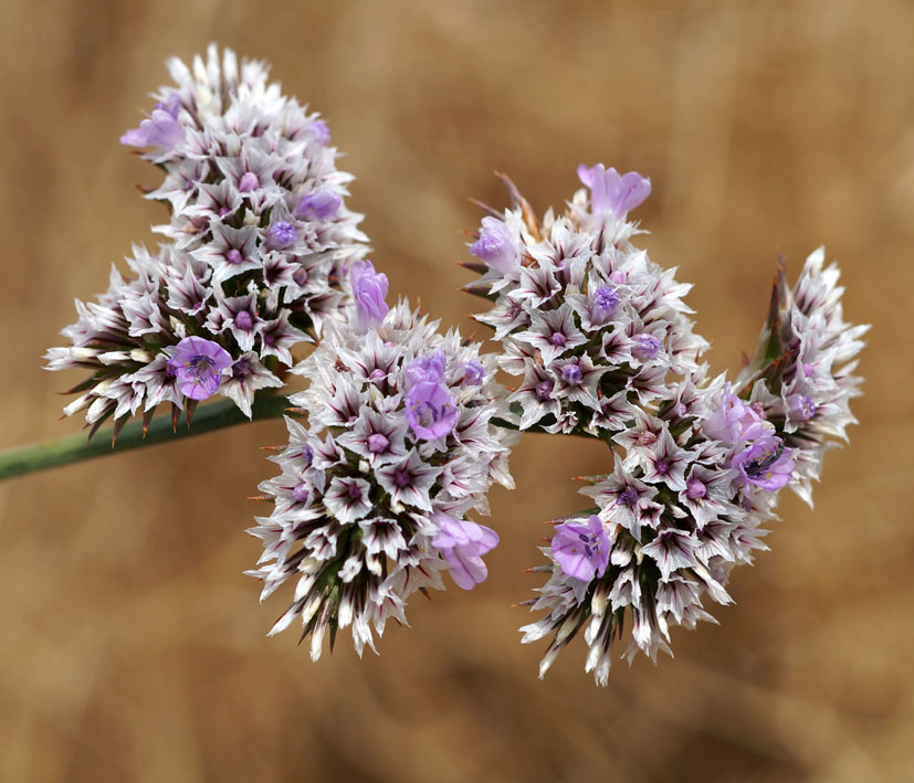 Image of Goniolimon eximium specimen.