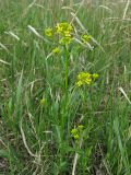 Barbarea vulgaris