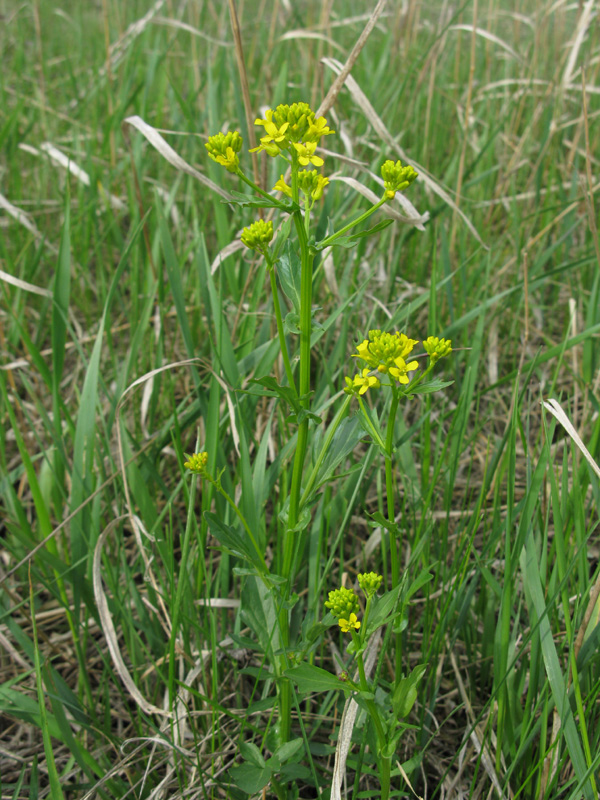 Image of Barbarea vulgaris specimen.