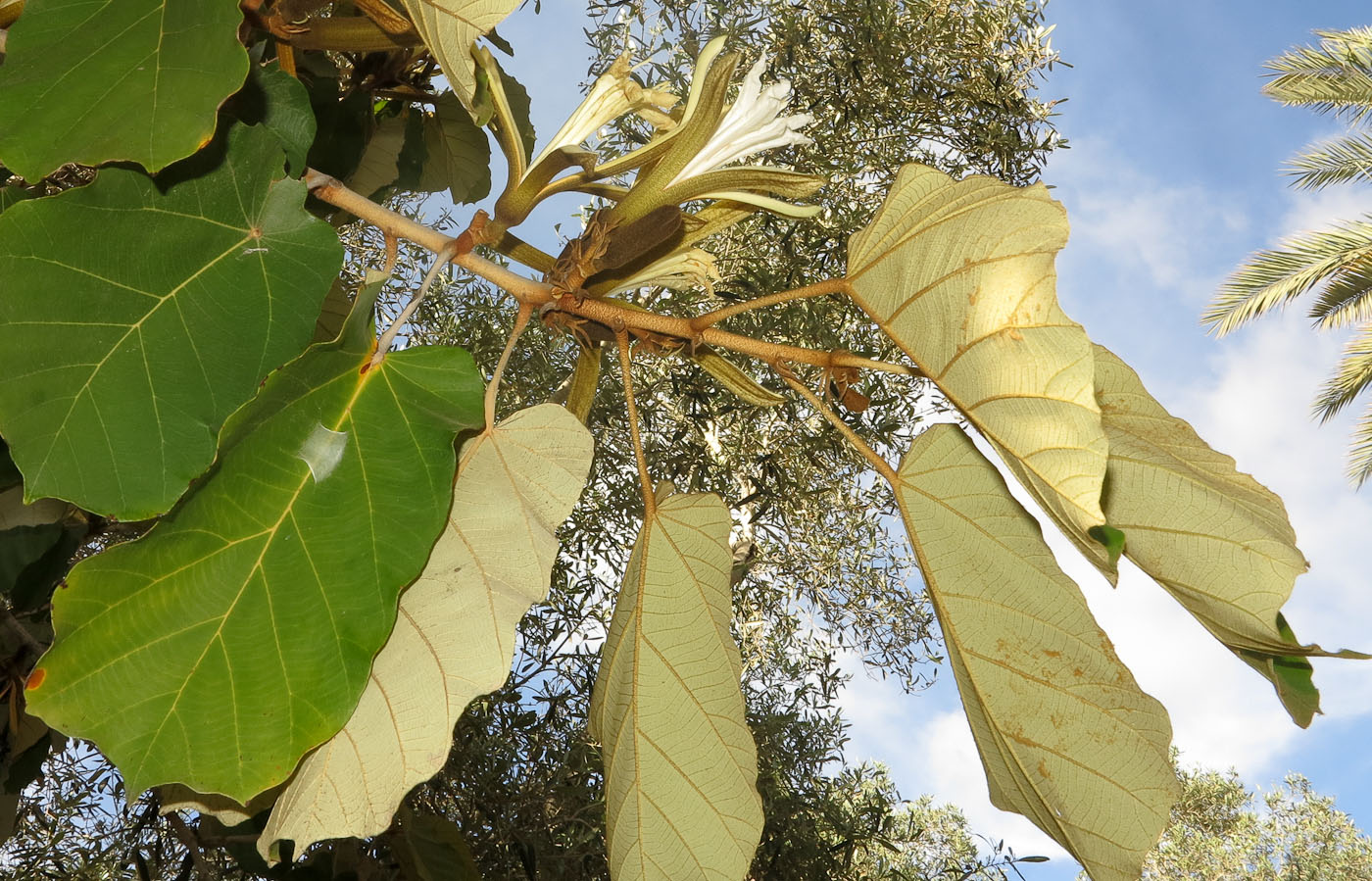 Изображение особи Pterospermum acerifolium.