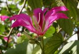 Bauhinia variegata