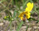 Potentilla chrysantha