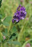 Medicago sativa