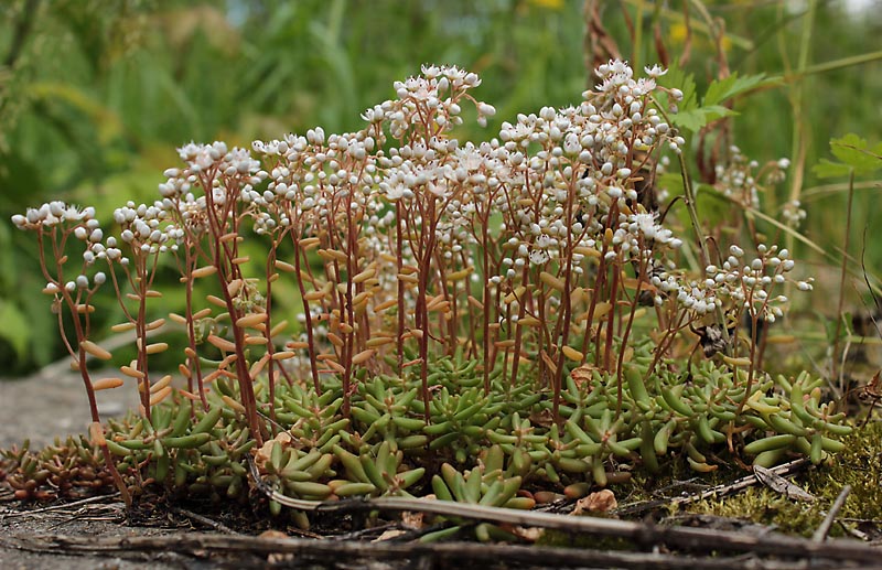 Изображение особи Sedum album.