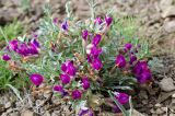 Oxytropis tragacanthoides