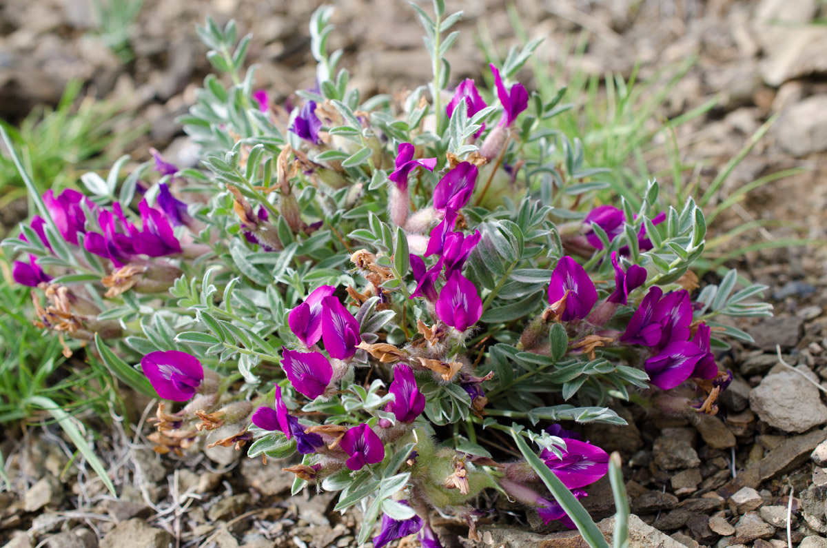 Изображение особи Oxytropis tragacanthoides.