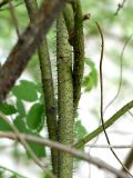 Image of taxon representative. Author is Владимир Иванов