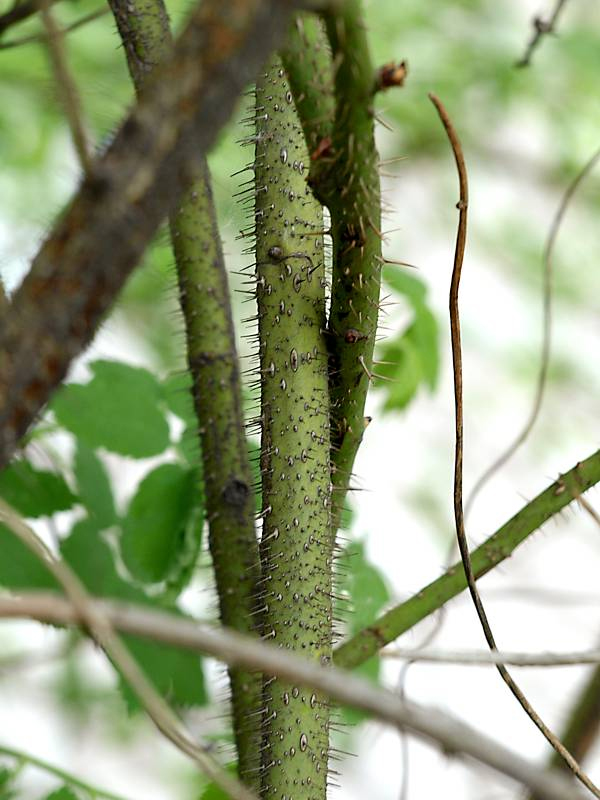 Image of Rosa acicularis specimen.