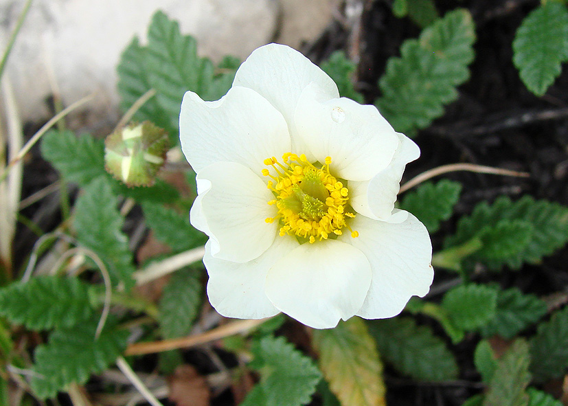 Image of genus Dryas specimen.