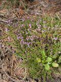 Thymus serpyllum